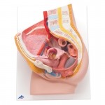 Modelo de corte sagital pelvis femenina en 2 piezas 3BS-H10 MARCA -  3b Scientific