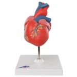 Modelo de plástico de corazónes clasico en 2 piezas con arterias 3BS-G08 MARCA -  3b Scientific