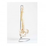 Modelo de columna SA-PC-Spine MARCA -  SHOP ANATOMICAL