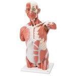 Torso con músculos de tamaño natural con 27 partes 3BS-VA16 MARCA -  3b Scientific