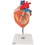 Corazón 2 veces su tamaño natural, de 4 piezas 3BS-G12 MARCA -  3b Scientific
