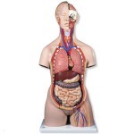 Maniquí torso humano de doble sexo con espalda abierta con 28 pzas 3B Scientific 3BS-B35 MARCA -  3b Scientific