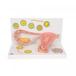 Modelo de ilustración de la fertilización y desarrollo del embrión a 2 aumentos 3B 3BS-L01 MARCA -  3b Scientific
