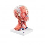 Modelo muscular de cuello y cabeza 3B 3BS-C05 MARCA -  3b Scientific