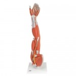Brazo con músculos diseccionables, desmontables en seis piezas 3BS-M10 MARCA -  3b Scientific