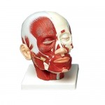 Musculatura de la cabeza 3BS-VB127 MARCA -  3b Scientific