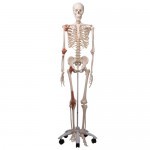 Esqueleto clásico "Leo" con ligamentos articulares, en soporte de 5 patas con ruedas 3BS-A12 MARCA -  3b Scientific