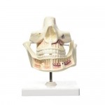 Modelo de anatomía humana, dentadura de adulto 3BS-VE281 MARCA -  3b Scientific