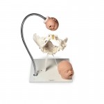Hueso pélvico y cabezas fetales PP00195U SIM-110-195U MARCA -  Simulaids