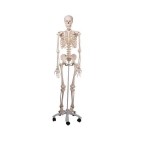 Esqueleto clásico STAN sobre soporte rotatorio con 5 patas 3BS-A10 MARCA -  3b Scientific