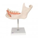 Mitad de la mandíbula inferior 3 veces su tamaño natural en 6 piezas 3BS-D25 MARCA -  3b Scientific