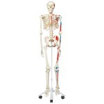 Esqueleto clásico Max, en soporte de 5 patas con ruedas 3BS-A11 MARCA -  3b Scientific