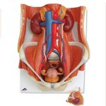 Sistema urinario de sexo dual, 6 piezas 3BS-K32 MARCA -  3b Scientific