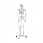 Esqueleto de cuerpo humano adulto SA-SAI-11S MARCA -  SHOP ANATOMICAL